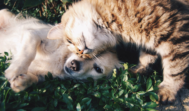 Excited dog and cat together