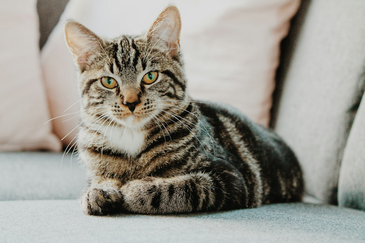 Tabby cat sitting peacefully