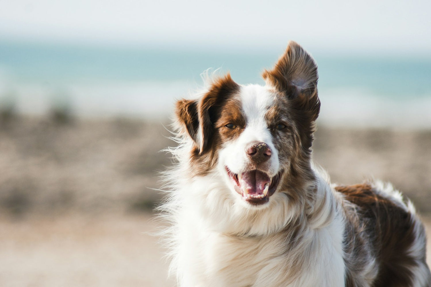 Happy golden retriever in a sunlit field