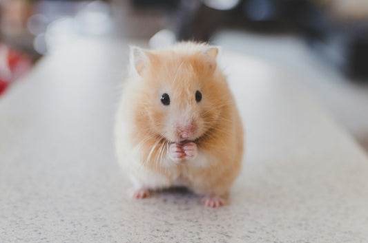 Hamster running on an exercise wheel