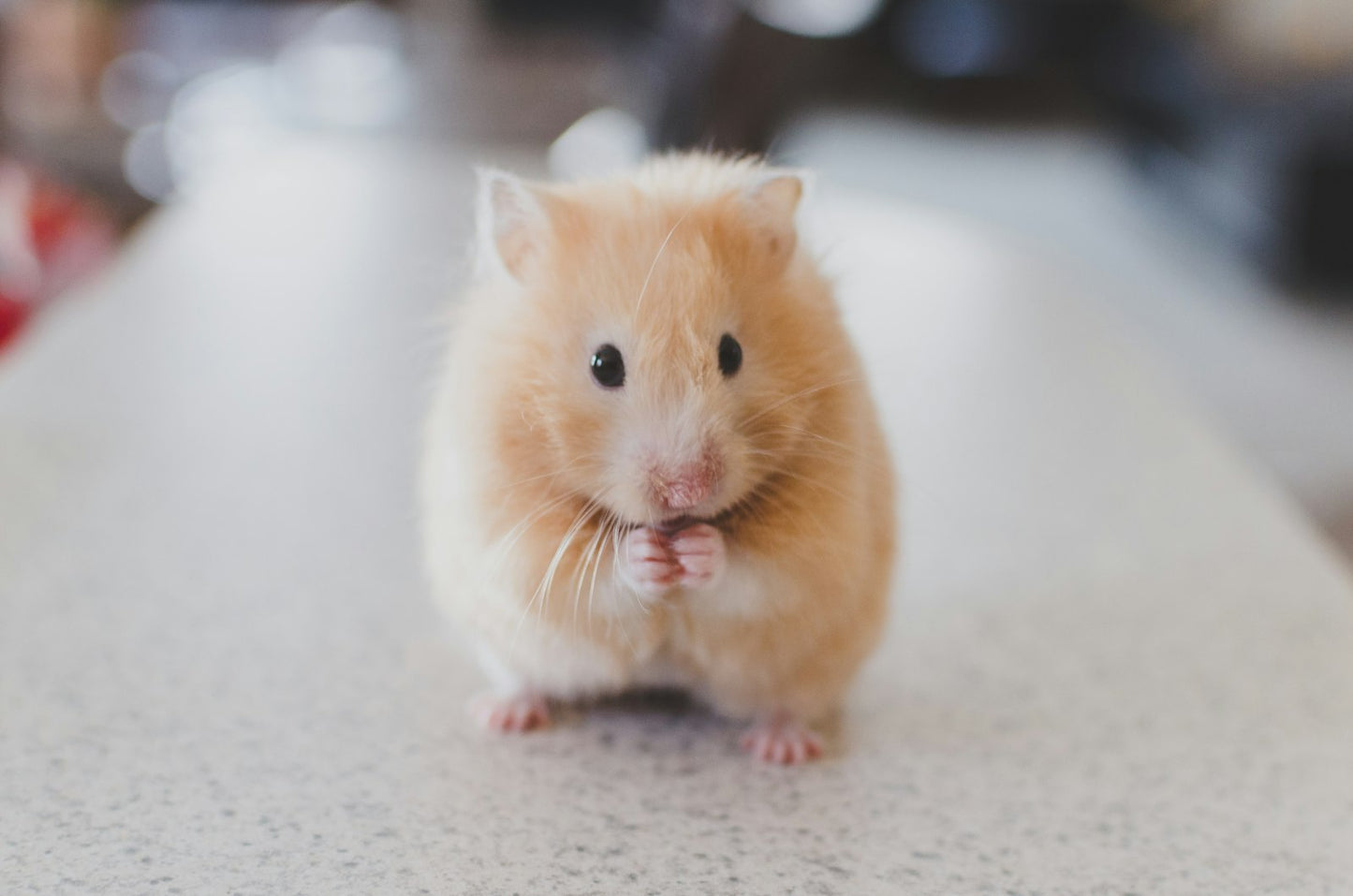 Hamster running on an exercise wheel
