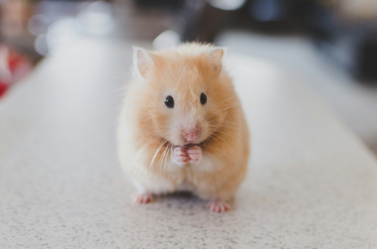 Hamster running on an exercise wheel