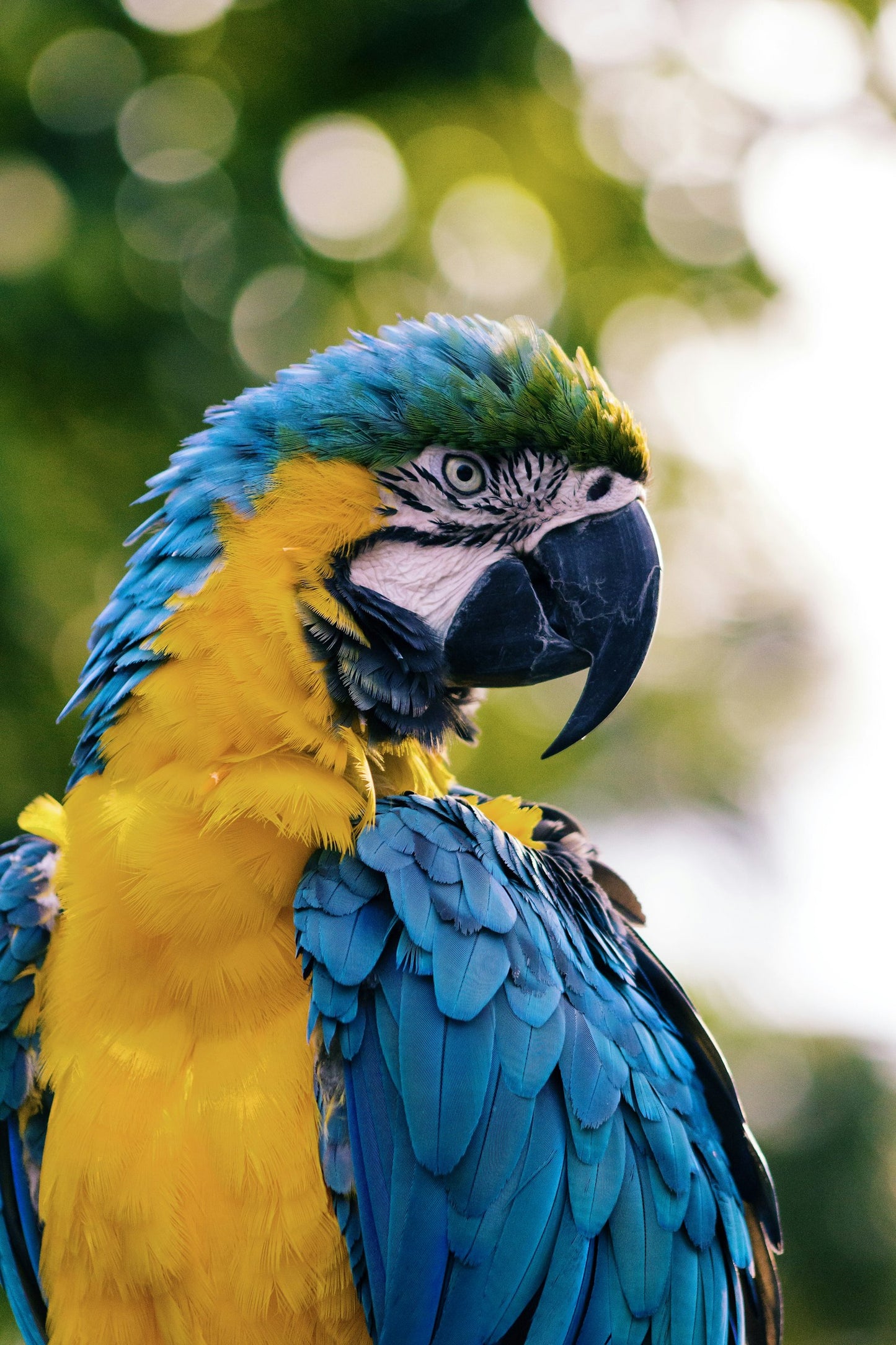 Pet bird with cage enrichment