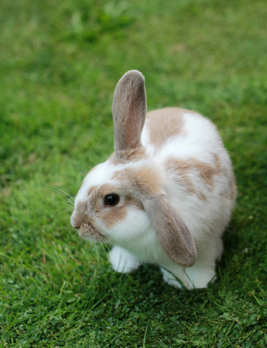 Happy rabbit looking at the camera