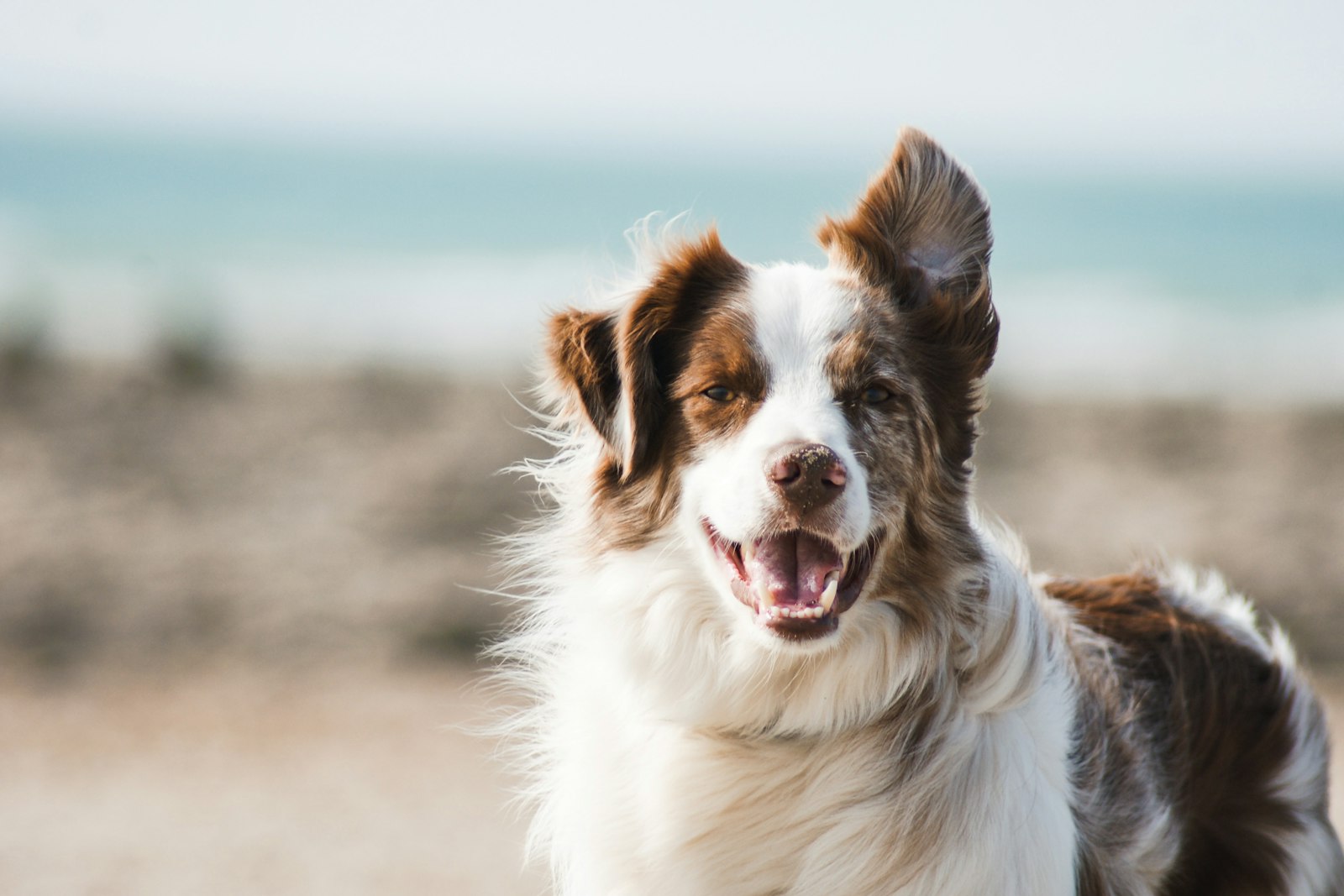 Healthy dog with bright clean teeth