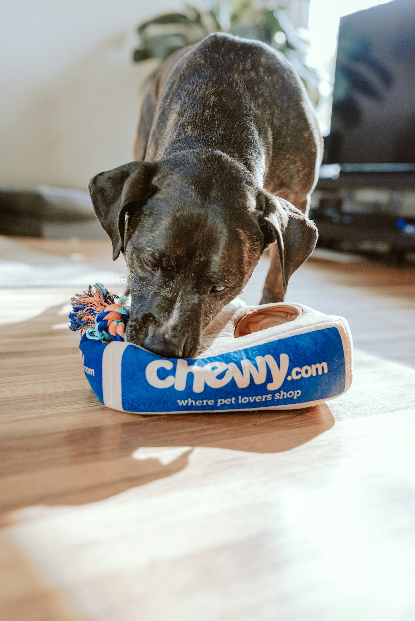 Dog chewing on a healthy dental chew