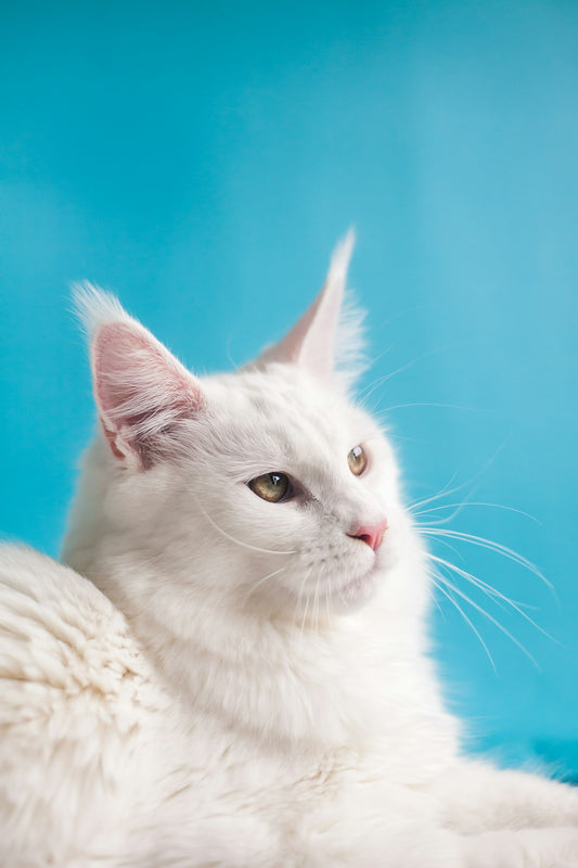 Cat using a modern self-cleaning litter box